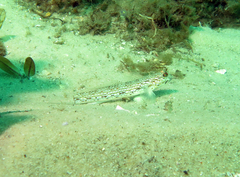 Istigobius hoesei