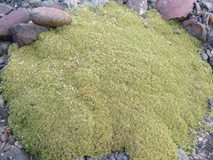 Azorella monantha