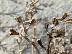 Cakile edentula harperi