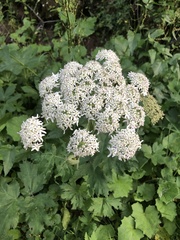 Astrantia major