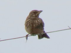 Galerida magnirostris magnirostris