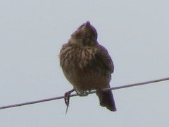 Galerida magnirostris magnirostris