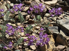 Astragalus inyoensis