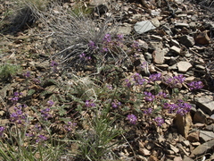 Astragalus inyoensis