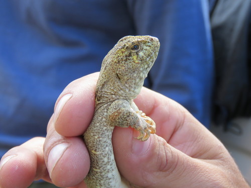Bibron's Iguana, Diplolaemus bibronii
