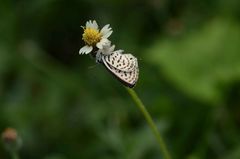 Thomisus spectabilis