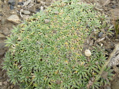 Azorella monantha