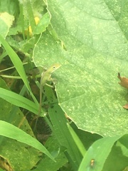 Anolis carolinensis