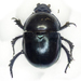 Geotrupes - Photo (c) Chris Moody，保留部份權利CC BY-NC