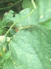 Anolis carolinensis