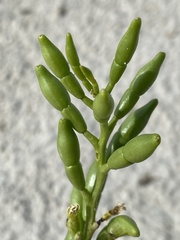 Cakile edentula harperi