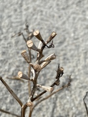 Cakile edentula harperi