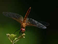 Urothemis signata