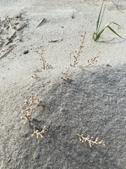 Cakile edentula harperi