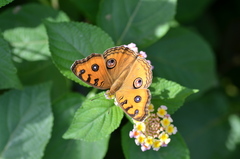 Junonia almana