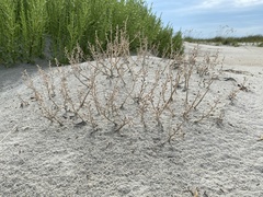 Cakile edentula harperi