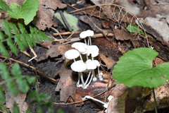 Resinomycena
