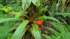 Guzmania melinonis