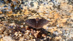 Erynnis meridianus