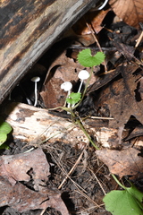 Resinomycena