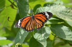 Danaus genutia