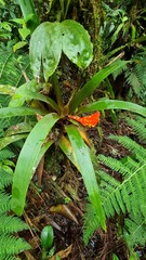 Guzmania melinonis