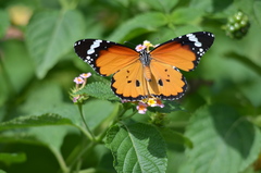 Danaus chrysippus