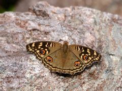 Junonia lemonias