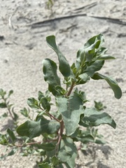 Atriplex pentandra