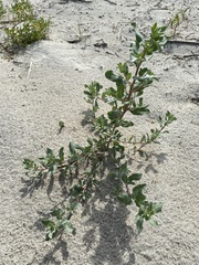 Atriplex pentandra