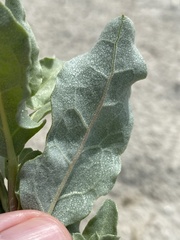 Atriplex pentandra