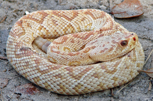 Crotalus adamanteus