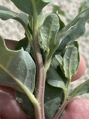 Atriplex pentandra