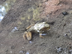 Lithobates catesbeianus