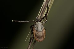Ixodes pacificus