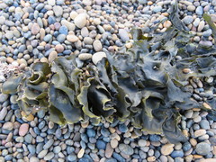 Undaria pinnatifida
