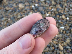 Perumytilus purpuratus