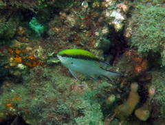 Chromis nitida