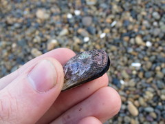 Perumytilus purpuratus
