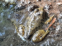 Lithobates catesbeianus