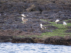 Larus dominicanus