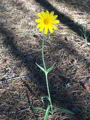 Arnica angustifolia