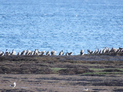 Leucocarbo atriceps