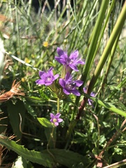 Gentianella ramosa