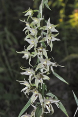 Epipactis leptochila