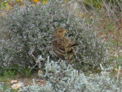 Galerida magnirostris magnirostris