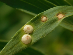 Photo of Asteromyia carbonifera galls on Solidago leaf