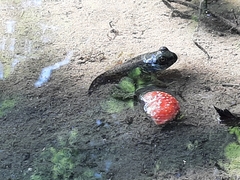 Lithobates catesbeianus