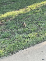 Sciurus niger