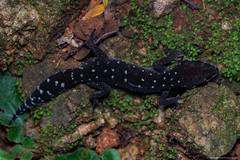 Cyrtodactylus triedrus